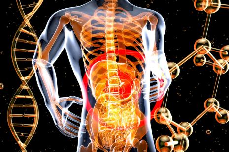 corps, anatomie, tronc