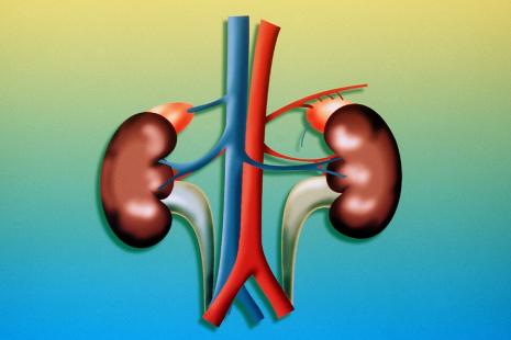 Reins, glandes surrénales et uretères Schéma