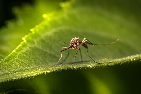 Moustique sur une feuille 
