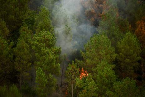 Fumée s'élevant d'une forêt de pin en feu en Gironde