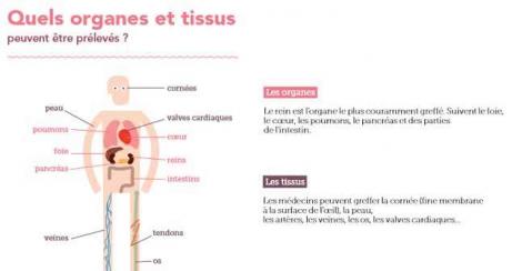 Quels organes et tissus peuvent être prélevés?