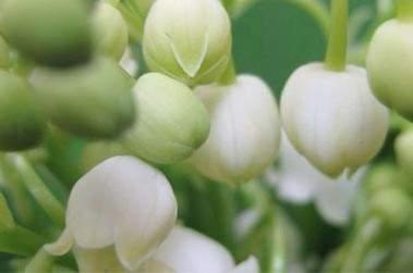 Brins de muguet 1er mai