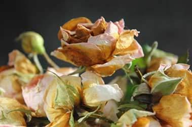 Fleurs fanées décès