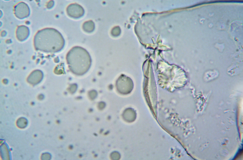 Cours IFSI - Biologie fondamentale - la cellule (partie 1)