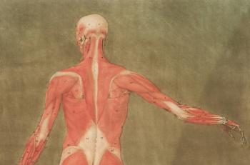 Cours IFSI - Cycles de la vie et grandes fonctions - Le tissu musculaire