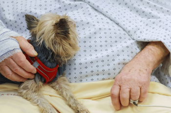 Au CHU de Clermont-Ferrand, les chiens sont invités au chevet des patients en réanimation
