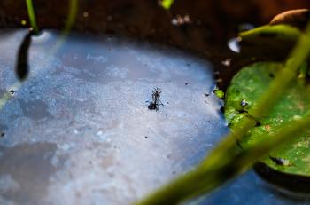 Contre l'émergence du chikungunya en Guyane, la HAS actualise ses recos vaccinales
