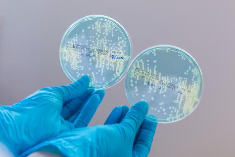 D’ici dix à trente ans, la biologie de synthèse pourrait permettre de créer des bactéries miroirs