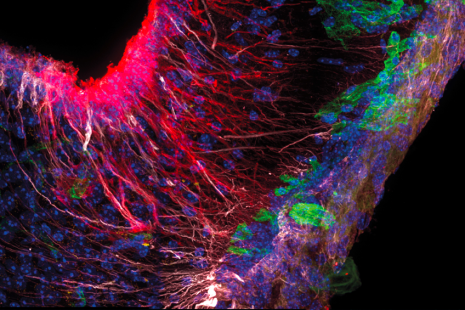 Les tanycytes (blanc) capturent la protéine Tau (rouge) circulant dans le liquide céphalorachidien pour la transporter le long de leurs prolongements jusqu’aux vaisseaux sanguins (vert).
