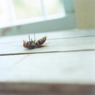 1276166816F_Img319678.jpg