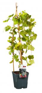 AT-Vigne Alviva