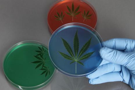 cannabis