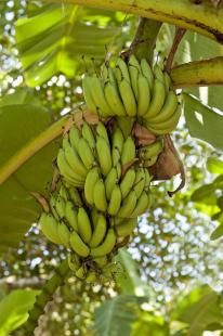 banane