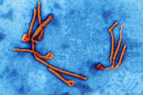 ebola