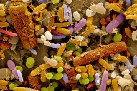 microbiote