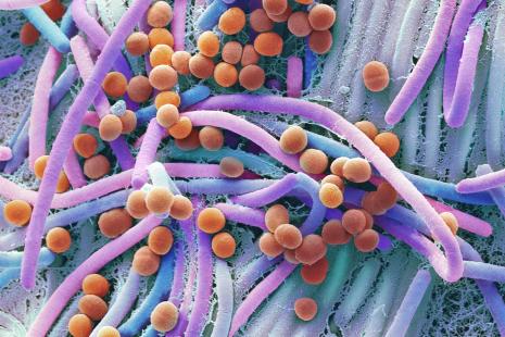 Microbiote intestinal