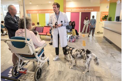 Les chiens auxiliaires de soins investissent les hôpitaux français