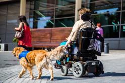 Hors les murs, les chiens d’assistance