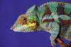  Amylose cardiaque : une grande campagne pour mieux repérer une « maladie caméléon »