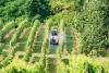 Pesticides : une imprégnation plus marquée chez les riverains des vignes, selon SPF et l’Anses