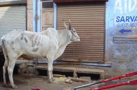 vache