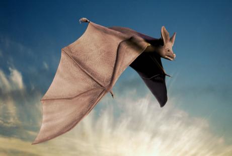 chauve-souris