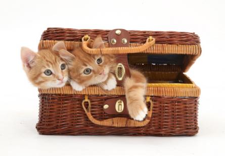 chat