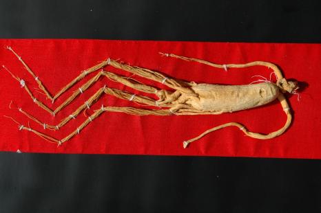 ginseng
