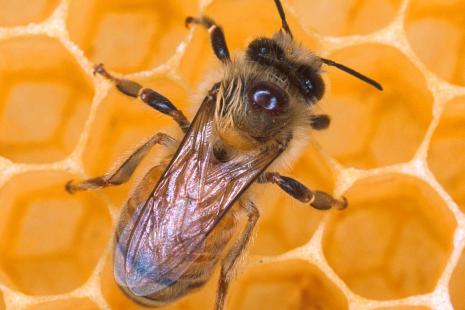 abeille