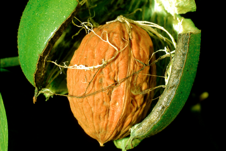 Le noyer, Juglans regia