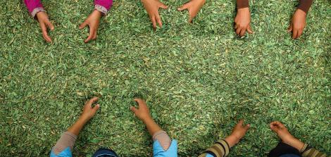 Le projet « Green Native Expression » de Pierre Fabre s’est intéressé au procédé d’extraction de la sève des plantes