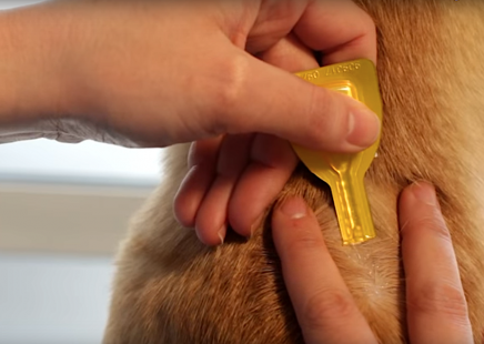 Seuls les spot-on à action de surface à base de perméthrine ont une activité répulsive contre certains parasites externes