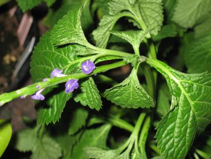 Stachytarpheta jamaicensis