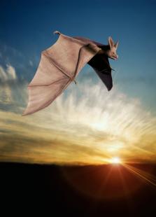 L'hôte intermédiaire entre la chauve-souris et l’espèce humaine reste encore à déterminer