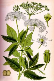Angélique chinoise, danggui, Angelica sinensis