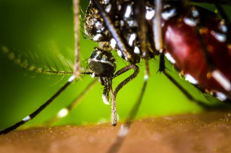 Moustique tigre ou Aedes albopictus, un redoutable vecteur de parasitoses.