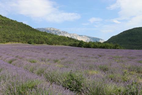 La vallée de la Drôme et sa lavande