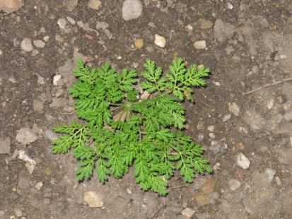 Armoise chinoise, Artemisia annua Astéracées