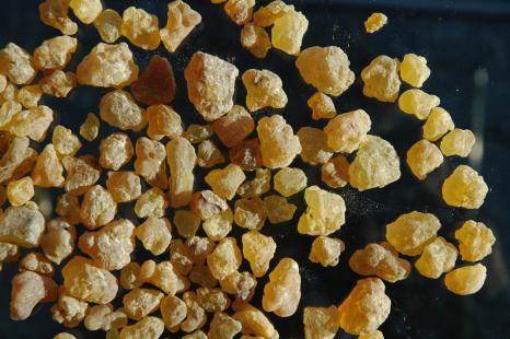 Encens, Boswellia sacra, B. carterii (Burseracées)