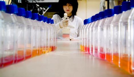 Cultures des différentes souches de virus de la grippe