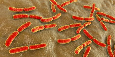 L. casei LC03, commune aux trois références de la gamme Osmobiotic Flora, a été sélectionnée pour ses propriétés immunomodulatrices