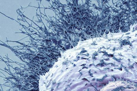 Produire une particule non infectieuse imitant le virus cible