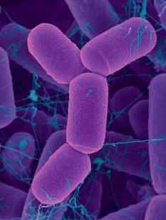 Des polysaccharides pour lutter contre la fatigue persistante et les infections à répétition