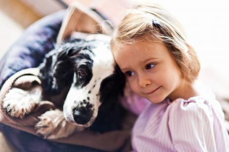 Les anti-poux humains n’ont pas d’AMM pour les animaux domestiques