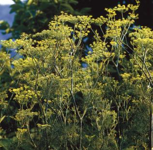 Fenouil, Foeniculum vulgare