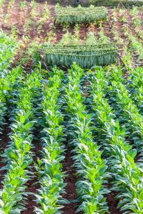 L'écologie comme nouvel argument de sevrage ?