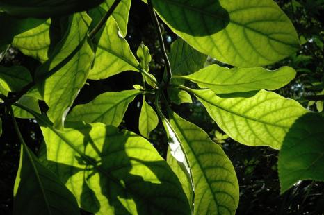 Quinquina, Cinchona pubescens, C. ledgeriana, C. calisaya