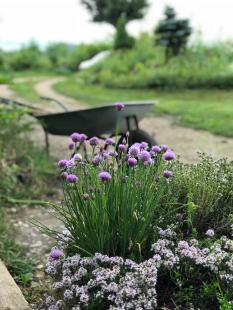 Les plantes qui composent les médicaments et les soins naturels et bio proviennent de jardins biodynamiques à travers le monde
