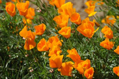 Eschscholtzia californica, pavot de Californie