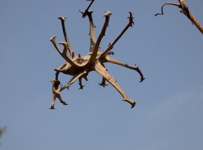 Fruits d'harpagophytum